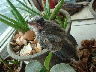 四喜鸟饲养方法有哪些