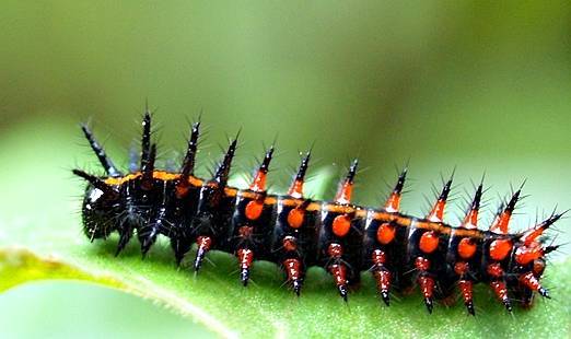 蝴蝶属于完全变态发育的昆虫,发育过程中每个阶段都容貌不已,就算是亲