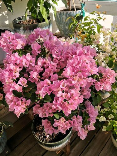 三角梅界的"开花劳模"—粉红佳人,花期跨三季,北方也能养