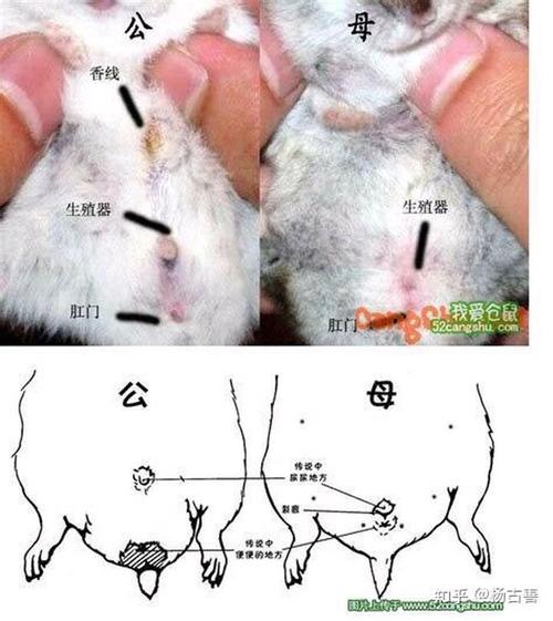 我这只仓鼠是啥品种,公的母的?