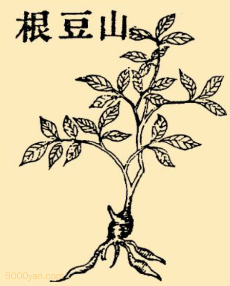 山豆根