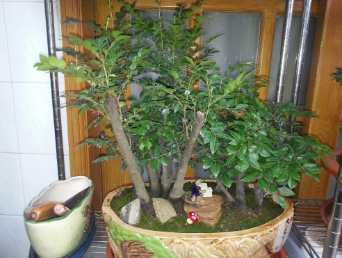 小叶紫檀盆景怎么修剪具体操作方法