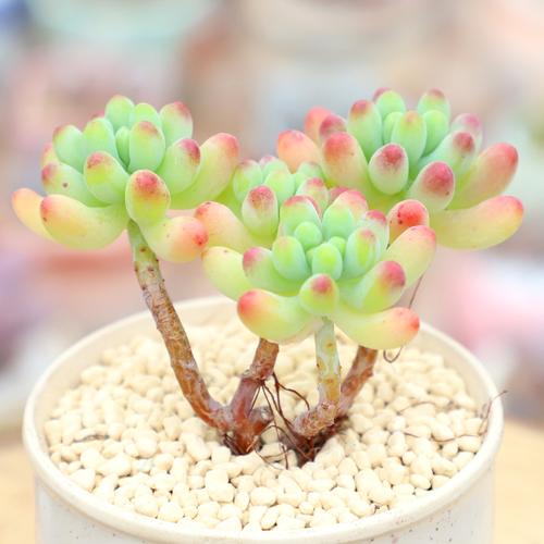 特价多肉植物多头乙女心老桩一物一拍群生悬崖桩造型盆栽大棚直供