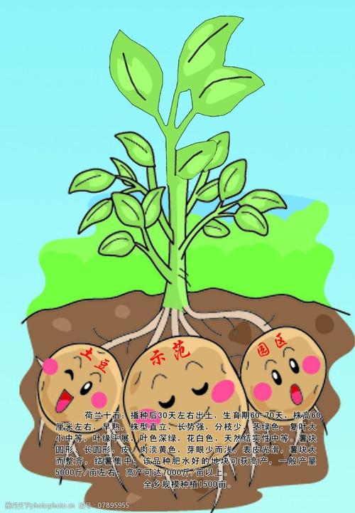 土豆示范园区卡通图片