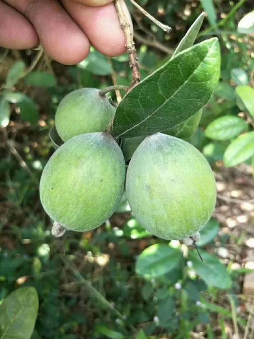 菲油果果树种植,菲油果苗批发价格