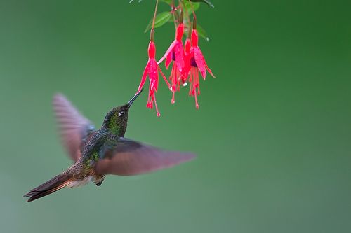 体型小,能够以快速拍打翅膀(每秒15次到80次,取决于鸟的大小)的方式而
