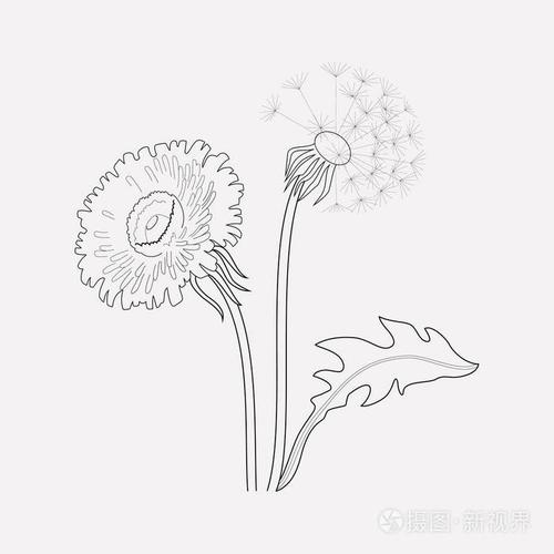 蒲公英图标线的矢量插图隔离在干净