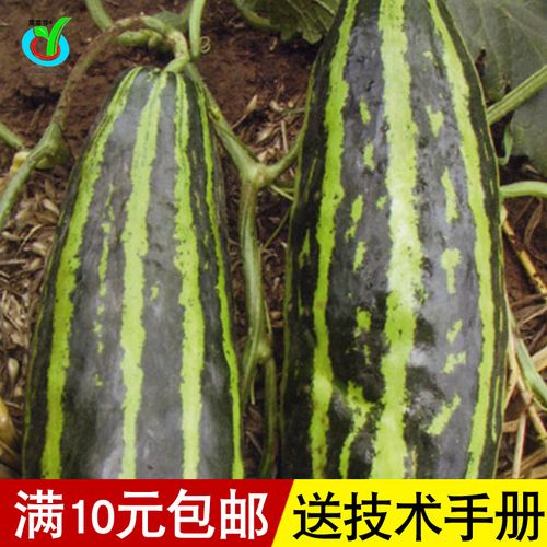 一窝五花皮烧瓜梢瓜黑皮烧瓜酥瓜种子 花皮菜瓜甜瓜香瓜种子香脆