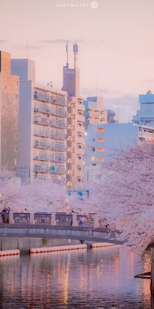 手机壁纸/风景壁纸/樱花壁纸/锁屏壁纸/高清壁纸/无水印壁纸/少女心