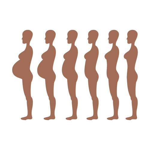 成长,怀孕,身体,女人,妊娠期,出生,女性,生小孩,矢量,插画