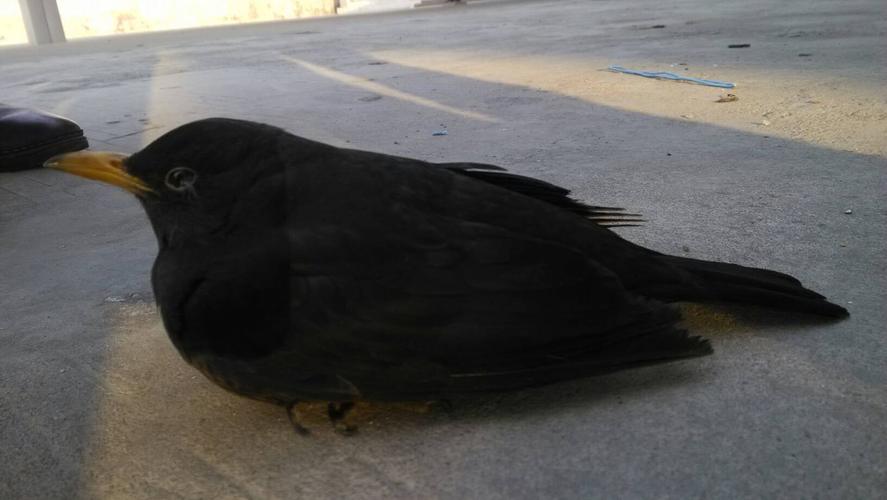 2014-02-11 08:35  最佳答案 好像是乌鸫!