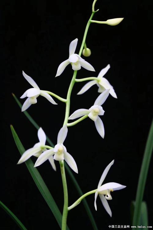 所有分类 国兰新品 建兰 色花 白雪冰心 开始时间: 2021-01-21 23:19