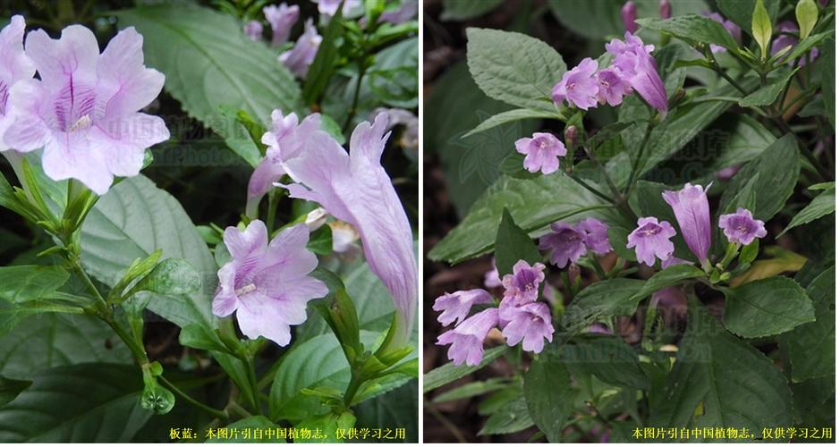 板蓝根:严格意义上讲,板蓝根并非植物的名字,而是对十字花科菘蓝属二