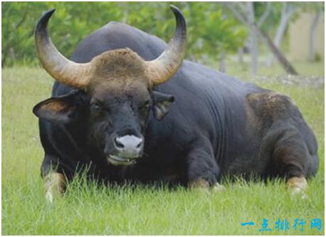 世界上最大的牛,印度野牛肩高可达2.2米,体重可达1225