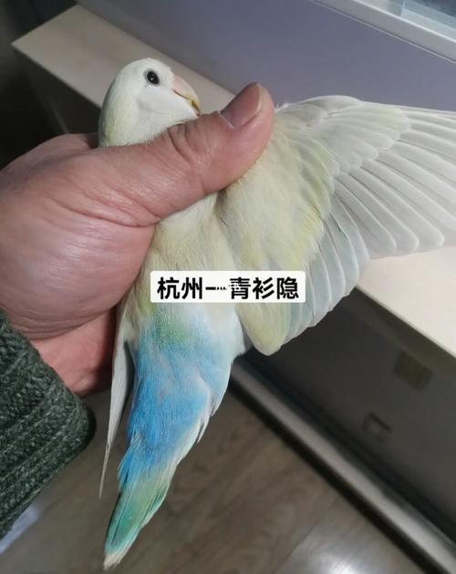 金顶白面蓝腰澳桂母(种鸟欣赏)_鹦鹉_牡丹_杭州市攻略