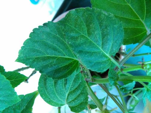 一串红叶上有白斑,叶底有红棕色小虫,请教大神