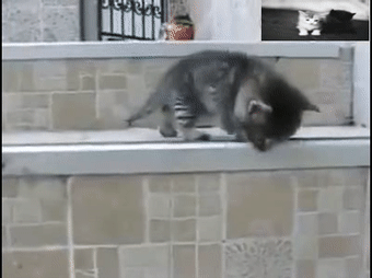 小奶喵要出去浪,然而还没下完台阶就被喵妈妈发现了