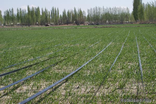 月  日,永宁镇相关领导一行到田间地头,查看我镇滴管小麦长势情况.
