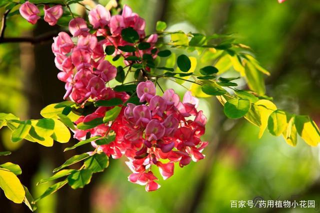 红槐花也称为红香槐,红色刺槐.