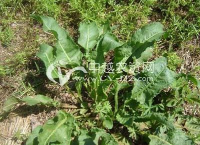 齿果酸模的采集加工