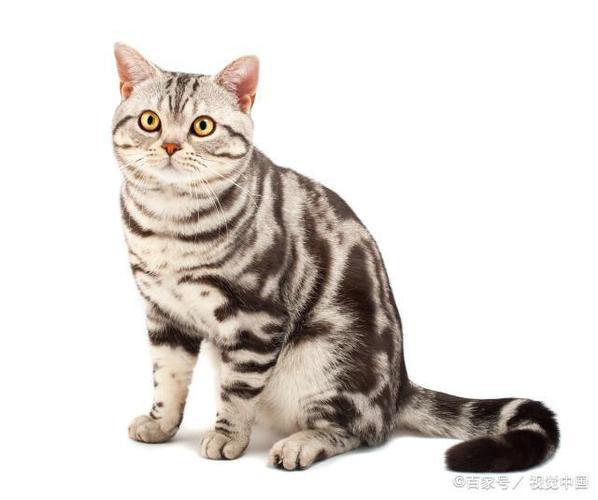 猫咪的毛色和花纹大揭秘,你的猫咪到底属于什么品种?