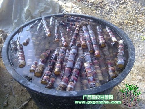 供应广西黑皮甘蔗种苗甘蔗种子