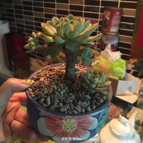 花月夜老桩,不多见吧!