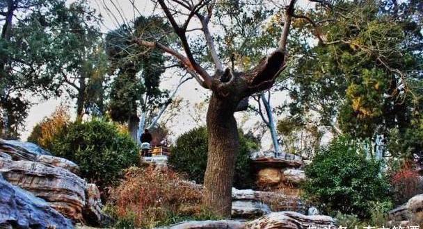 吊死崇祯皇帝的歪脖子树300多年过去了现状如何