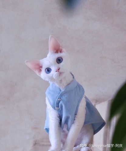 "小精灵"德文卷毛猫,又名德文帝王猫.新晋最受欢迎的猫咪品种之一.