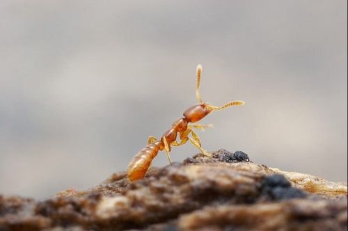 描写蚂蚁外形的词语 描写蚂蚁外形的句子有哪些?