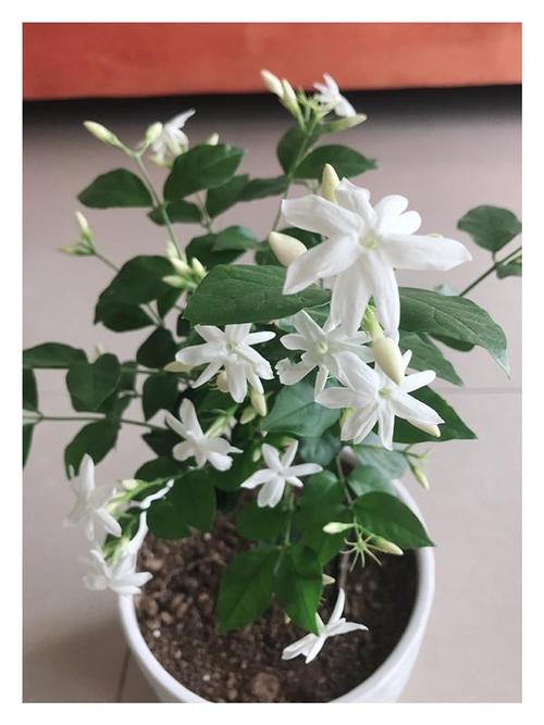茉莉花最香的品种,花开一朵,满屋子飘香,开花勤快