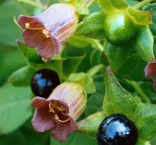 是药三分毒,颠茄也不例外,它有很强的毒性,即便是一