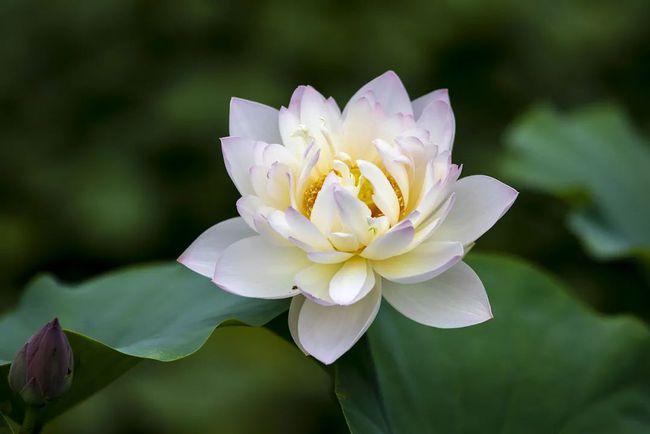 这份"佛教圣品"不能少!|莲花|高洁