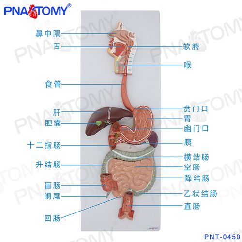 医学人体消化系统大小肠胃肝内脏器官解剖模型鼻咽喉