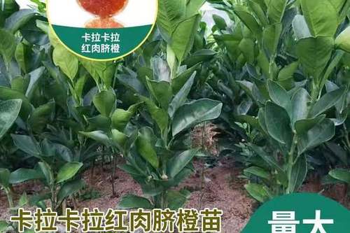 8/棵 卡拉卡拉红肉脐橙苗  嫁接苗品种纯正 质量保障基地直发