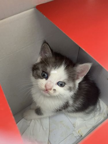 这是田园猫吗?_蓝猫_串串_宠物_猫