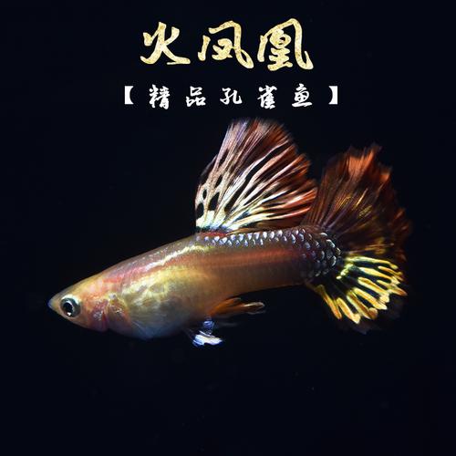 孔雀鱼孔雀鱼活体免邮公母一对纯种火凤凰孔雀鱼红活体火凤凰