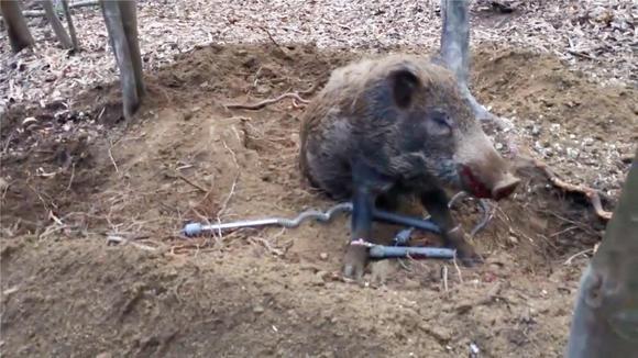 强大的求生本能!野猪被困陷阱,仍在努力尝试逃脱