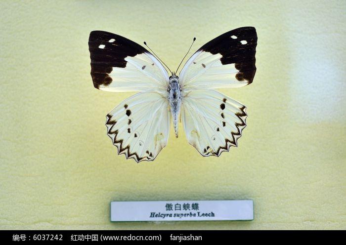 精美傲白蛱蝶