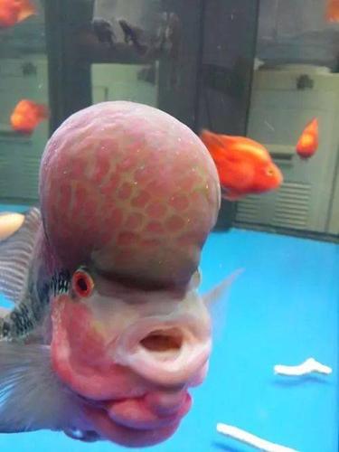 大型观赏鱼