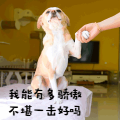 狗狗动图表情包可爱狗狗搞笑动图表情包集锦