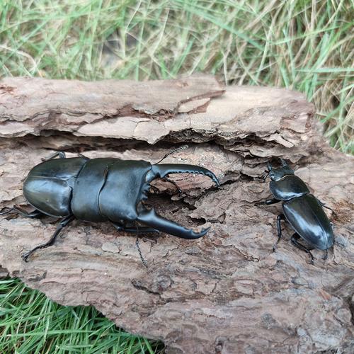 中华大锹甲成虫活体甲虫宠物送果冻食物巨型独角仙楸甲虫繁殖幼虫