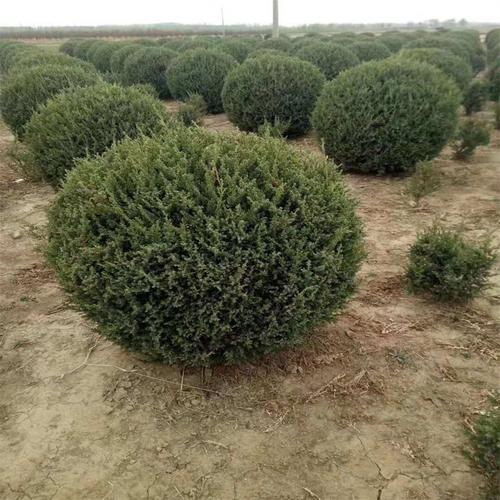辽宁桧柏球沈阳桧柏塔柏树营养杯沙地柏基地