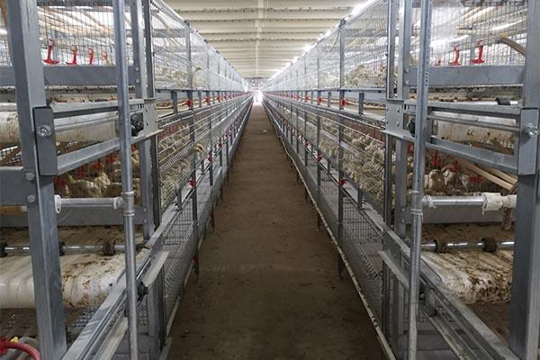 克拉玛依大棚养鸡设备定制诚信为本