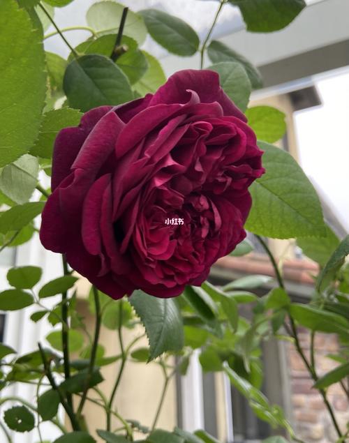 月季-皇宫,还是初开时候好看_皇宫_月季_家居家装