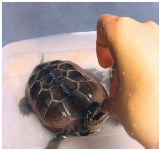 说是用软软的东西碰乌龟的鼻子一下,乌龟就会松口了