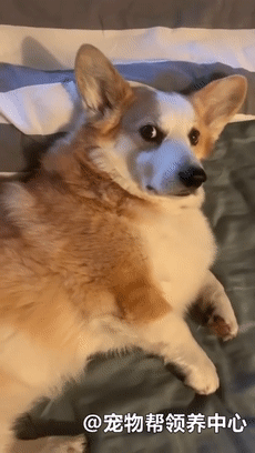 赖床柯基早上6点被叫起来遛,表情里写满了脏话