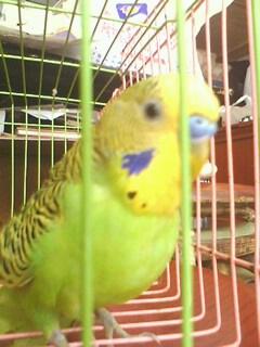 虎皮鹦鹉分雌雄,看年龄(有图)