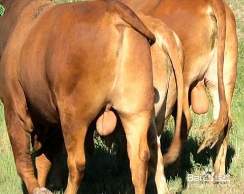 注意睾丸卫生,定期冷敷,这不仅可以改善精液品质还可以培育公牛的温顺