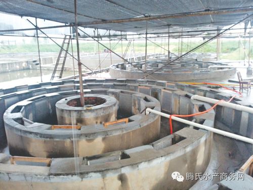 博海渔业科技公司新建的鱼苗孵化环道来仪湖渔场的孵化环道1989年